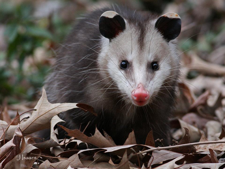 Opossums - Bi-State Wildlife Hotline