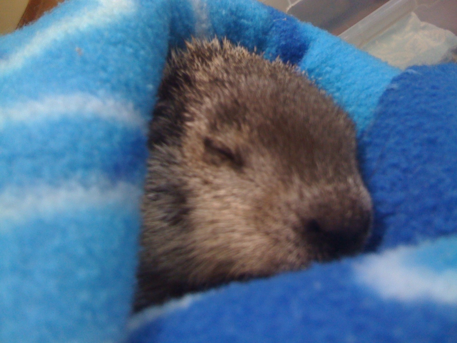 Baby Groundhogs - Bi-State Wildlife Hotline