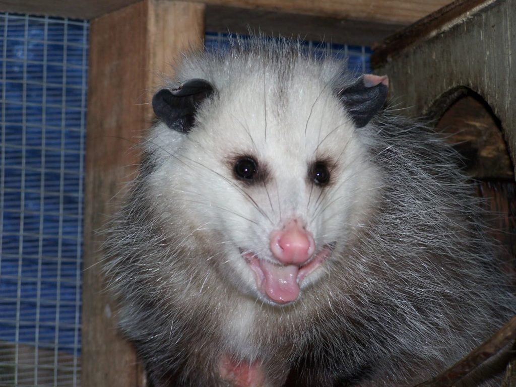 Baby Opossums - Bi-State Wildlife Hotline