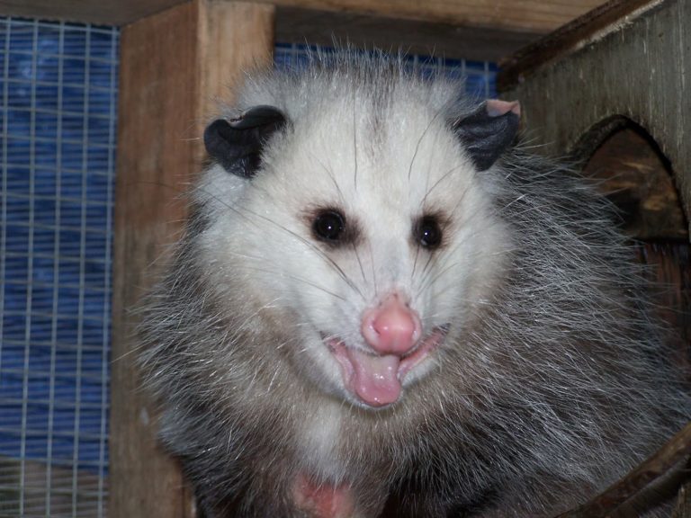 opossum squishmallow