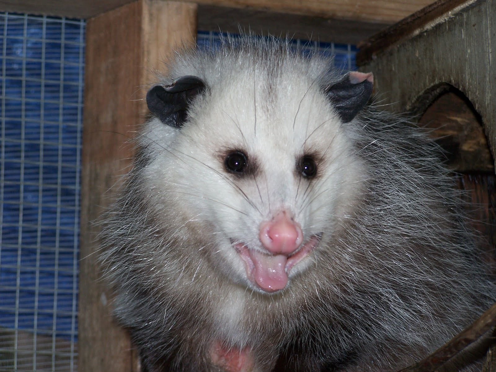 opossum webkinz