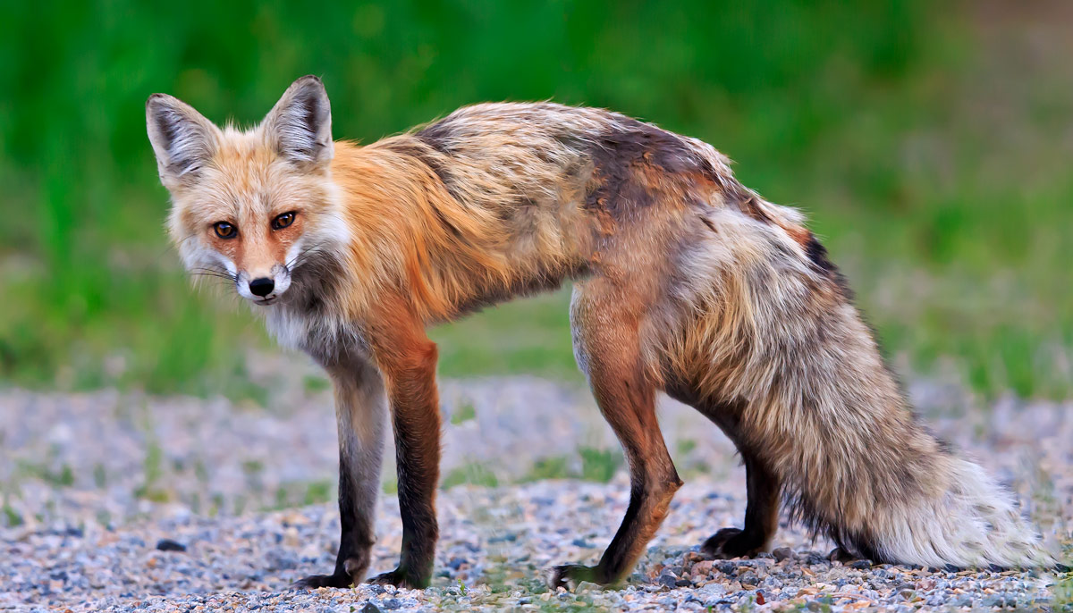 backyard-beasts-mangy-red-foxes